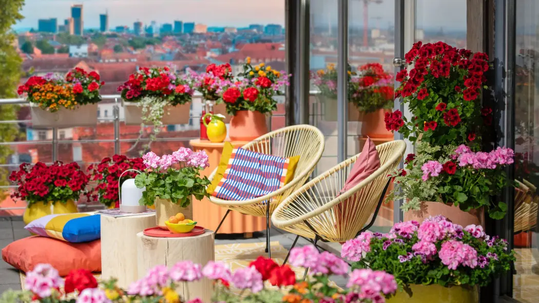 Pelargonie znowu na topie! W 2025 roku będą królować na balkonach i tarasach w zupełnie nowej odsłonie.