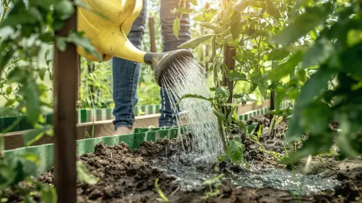 Ten nawóz zrobisz w 5 minut za darmo – pomidory wystrzelą plonami