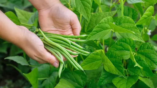 Masz fasolkę szparagową? Zrób to teraz, a owocowanie będzie jak z plantacji