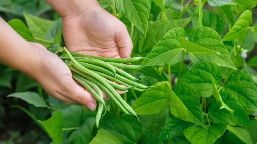 Masz fasolkę szparagową? Zrób to teraz, a owocowanie będzie jak z plantacji