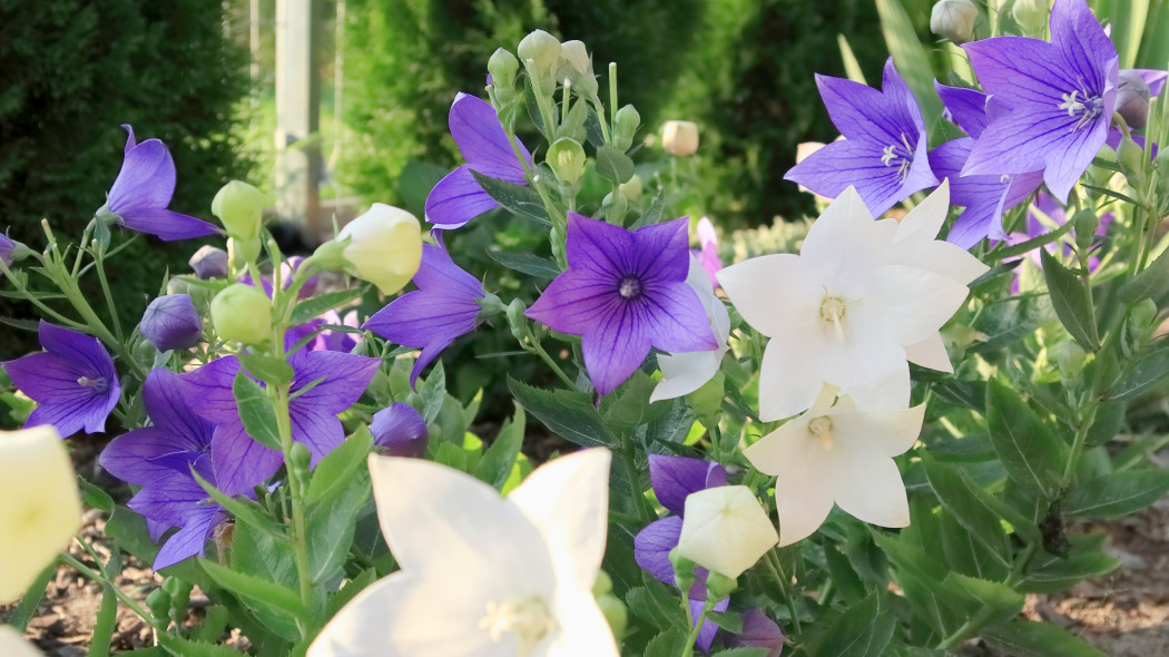 Rozwar wielkokwiatowy (Platycodon grandiflorus)