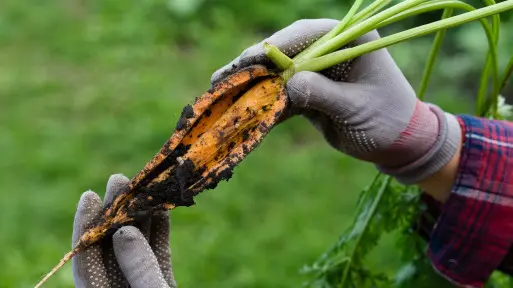 Dlaczego marchew pęka? Oto przyczyny pękania korzeni i sposoby, jak temu zapobiec