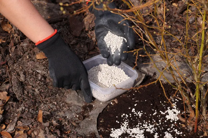 Nawożenie mineralne borówki amerykańskiej