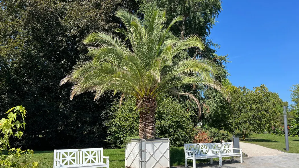 Daktylowiec kanaryjski (Phoenix canariensis)