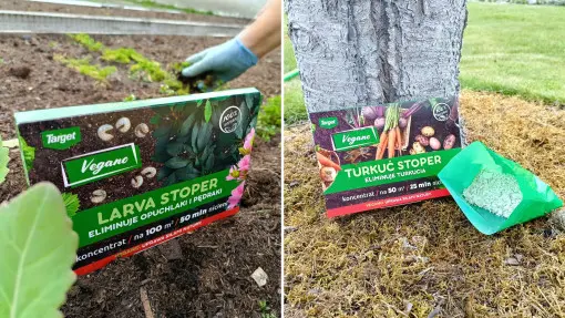 Podlej tym rośliny. Pozbędziesz się larw, pędraków i turkucia – w 100% naturalnie!
