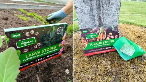 Podlej tym rośliny. Pozbędziesz się larw, pędraków i turkucia – w 100% naturalnie!