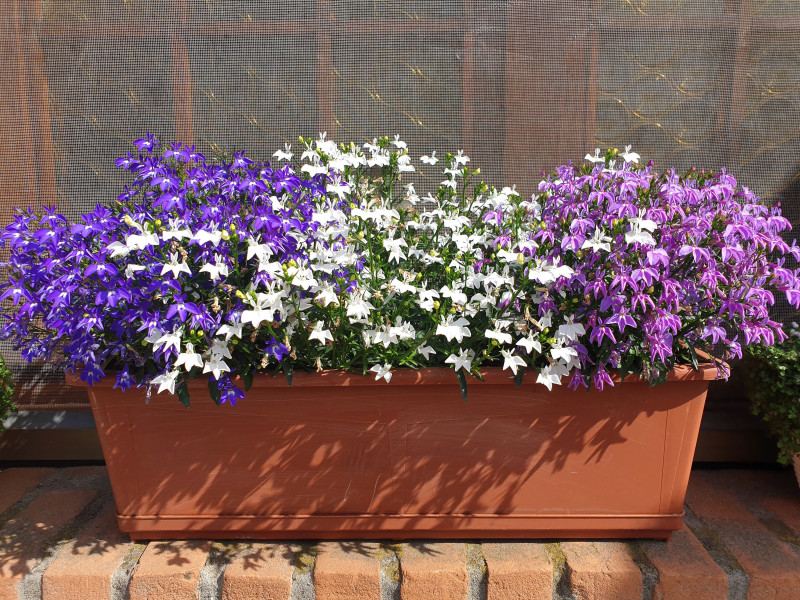 Lobelia w skrzynce balkonowej