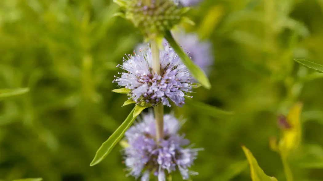 Mięta jelenia (Mentha cervina)