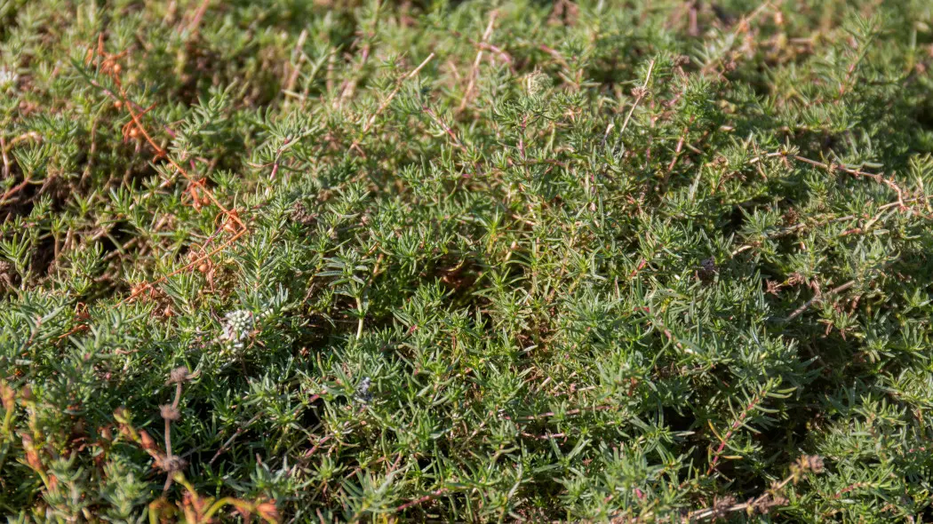 Mięta jelenia (Mentha cervina)
