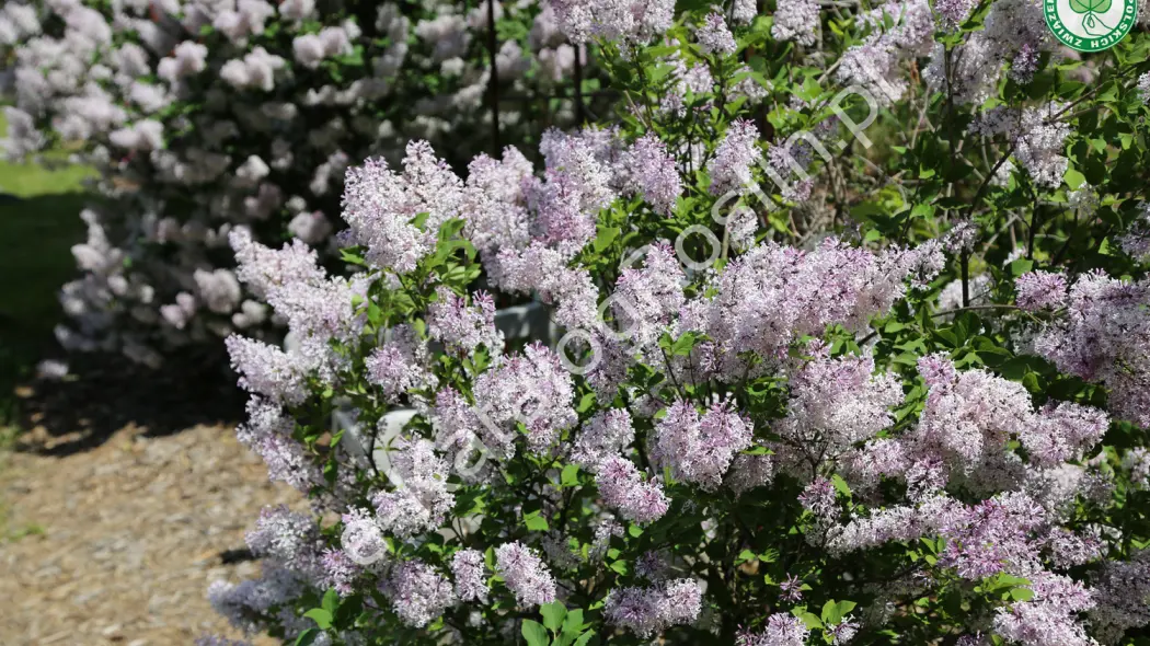 Lilak rozpierzchły (Syringa patula) Miss Kim Fot. Grzegorz Falkowski ZSzP