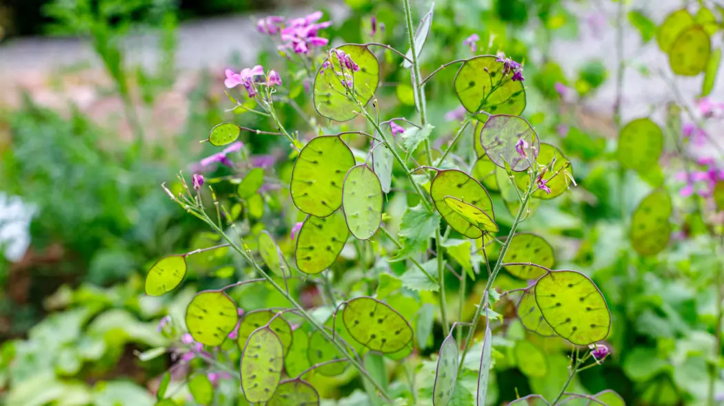 Miesięcznica roczna (Lunaria annua)