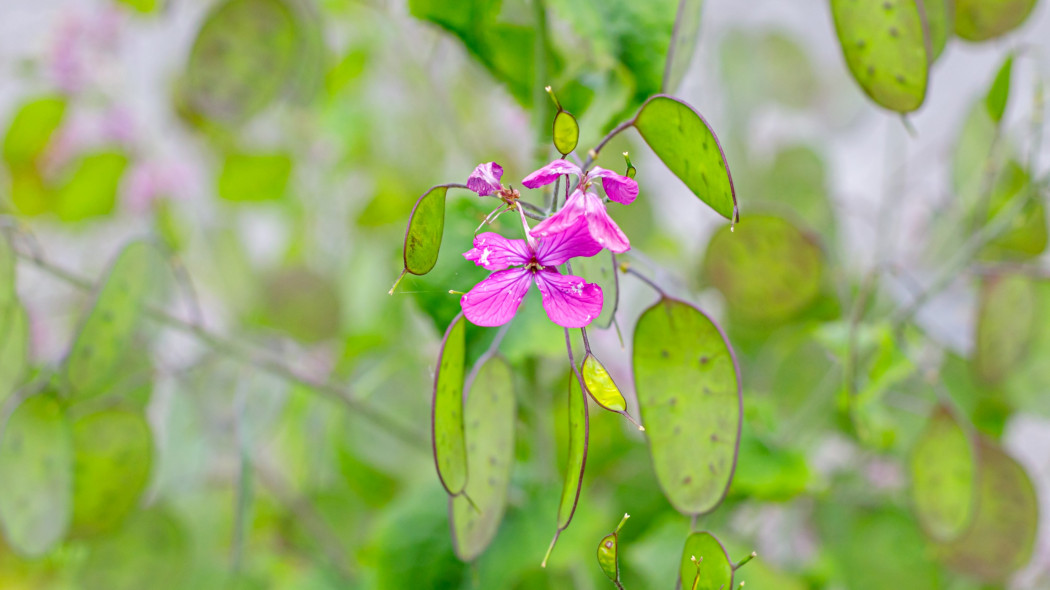 Miesięcznica roczna (Lunaria annua)