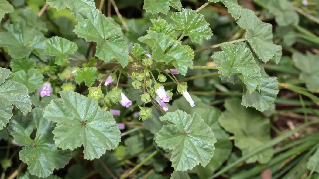 Ślaz zaniedbany (Malva neglecta)