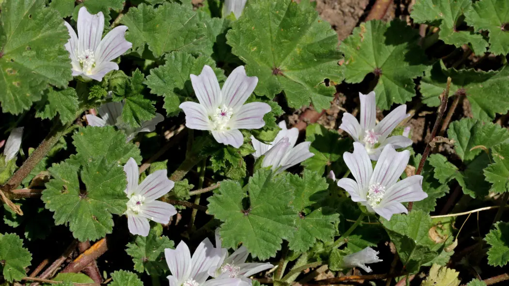 Ślaz zaniedbany (Malva neglecta)