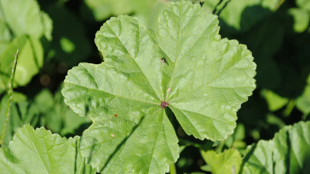 Ślaz zaniedbany (Malva neglecta)