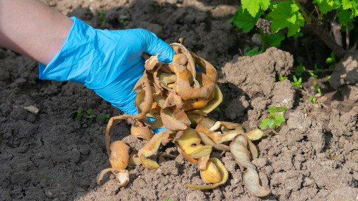 Obierki zamiast sztucznych nawozów? Tak, ale uważaj – to ma swoje wady