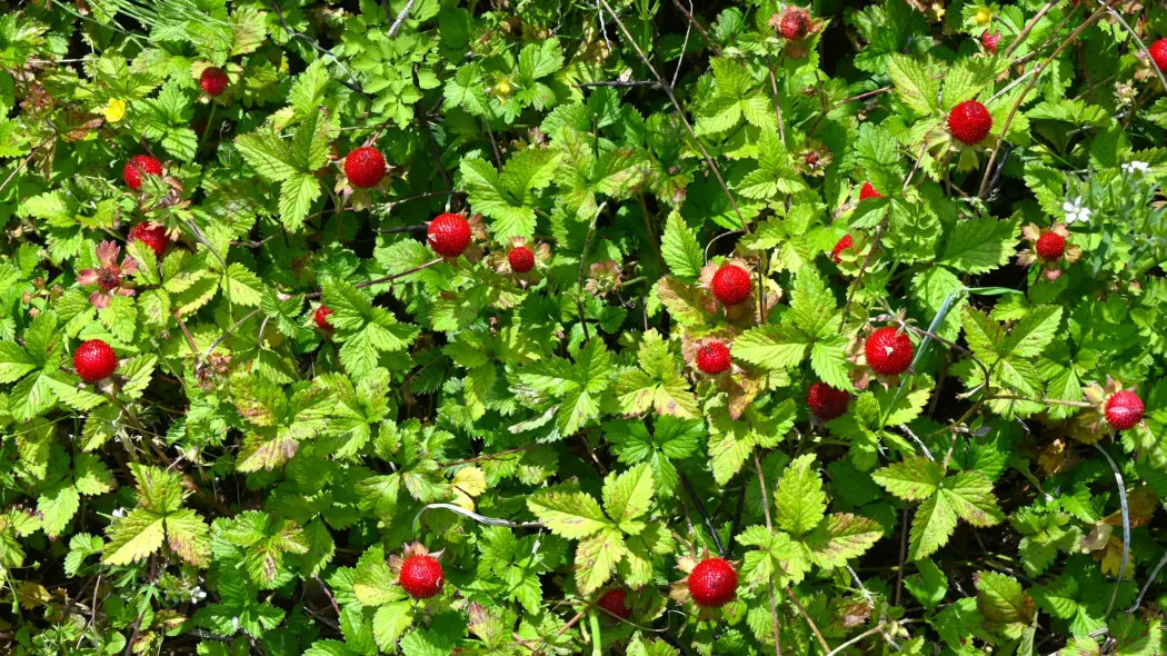Poziomkówka indyjska (Potentilla indica syn. Duchesnea)
