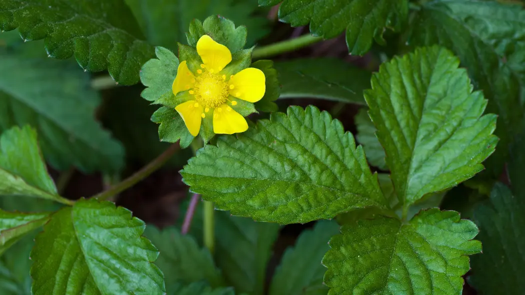 Poziomkówka indyjska (Potentilla indica syn. Duchesnea)