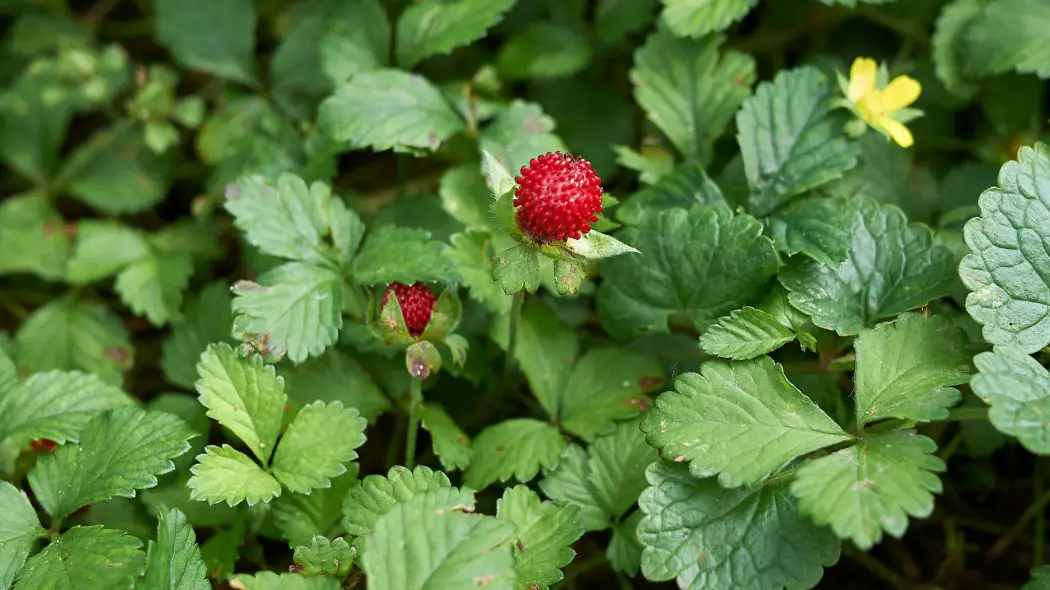 Poziomkówka indyjska (Potentilla indica syn. Duchesnea)