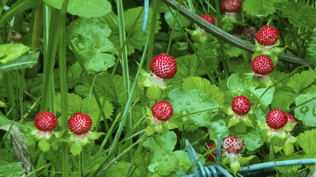 Poziomkówka indyjska (Potentilla indica)