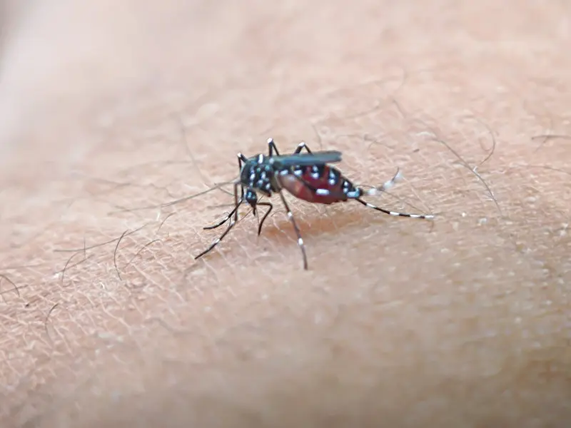 Komar tygrysi (Aedes albopictus)