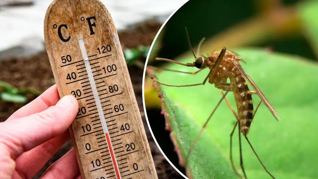 Rozwój komarów a temperatura