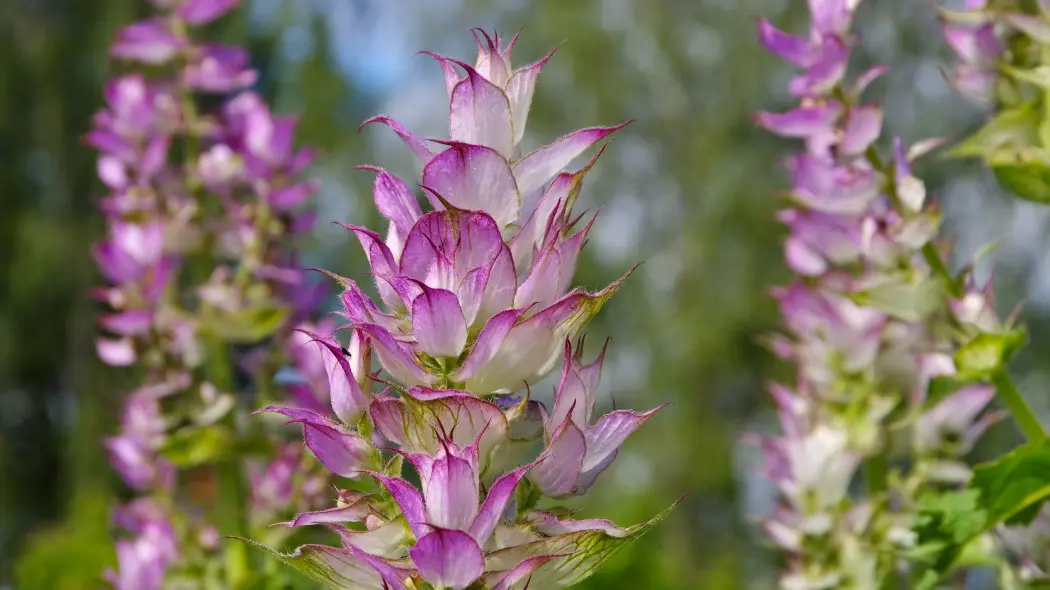 Szałwia muszkatołowa (Salvia sclarea) - kwiatostan