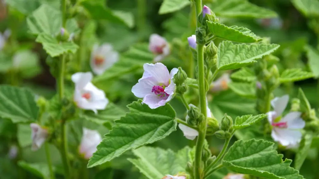 Prawoślaz lekarski (Althaea officinalis)