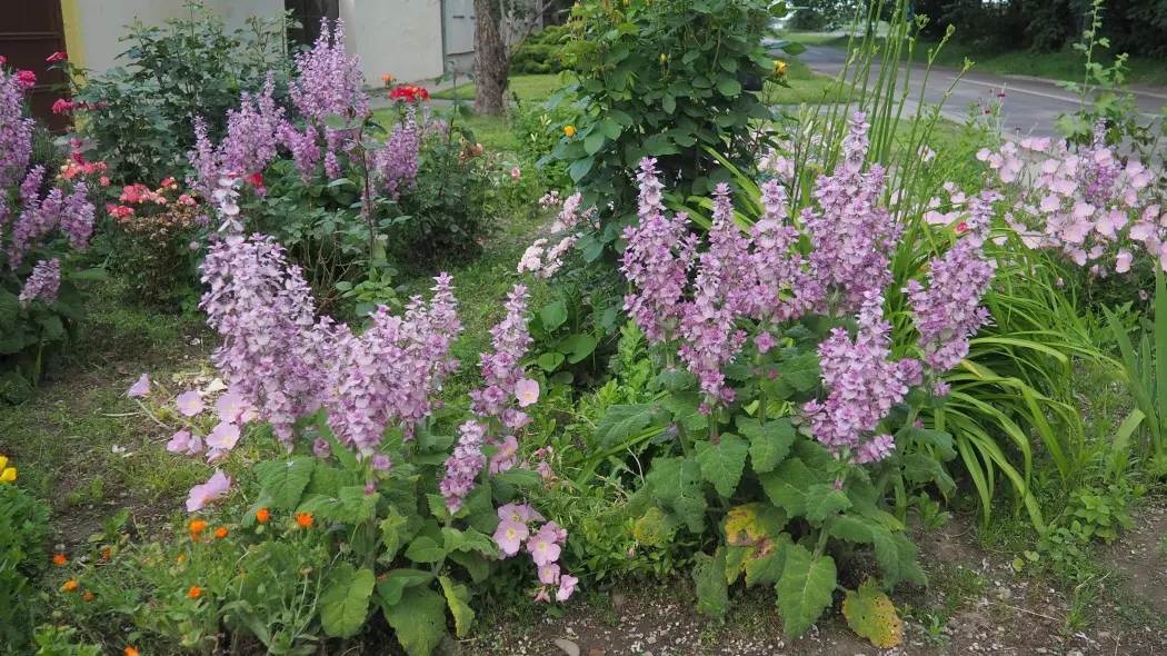 Szałwia muszkatołowa (Salvia sclarea) w ogrodzie