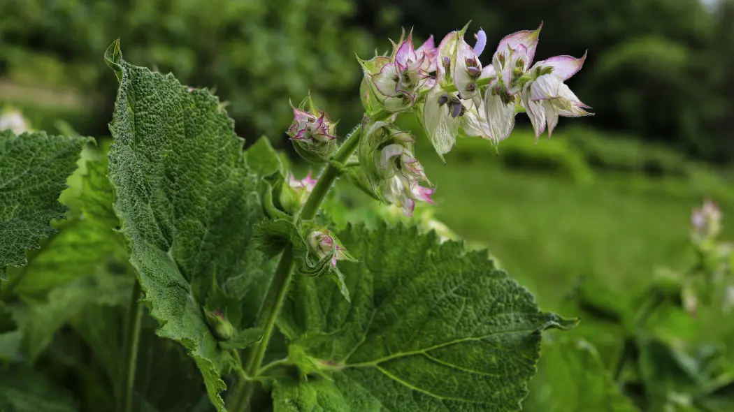 Szałwia muszkatołowa (Salvia sclarea)
