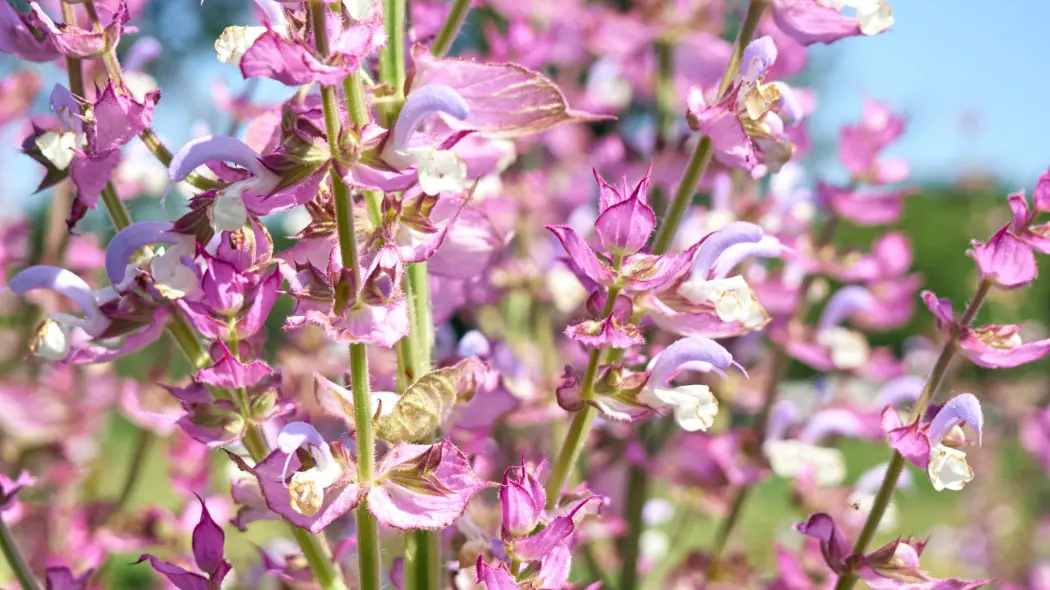 Szałwia muszkatołowa (Salvia sclarea)