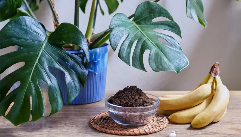 Bananowy przepis dla monstery - domowa odżywka