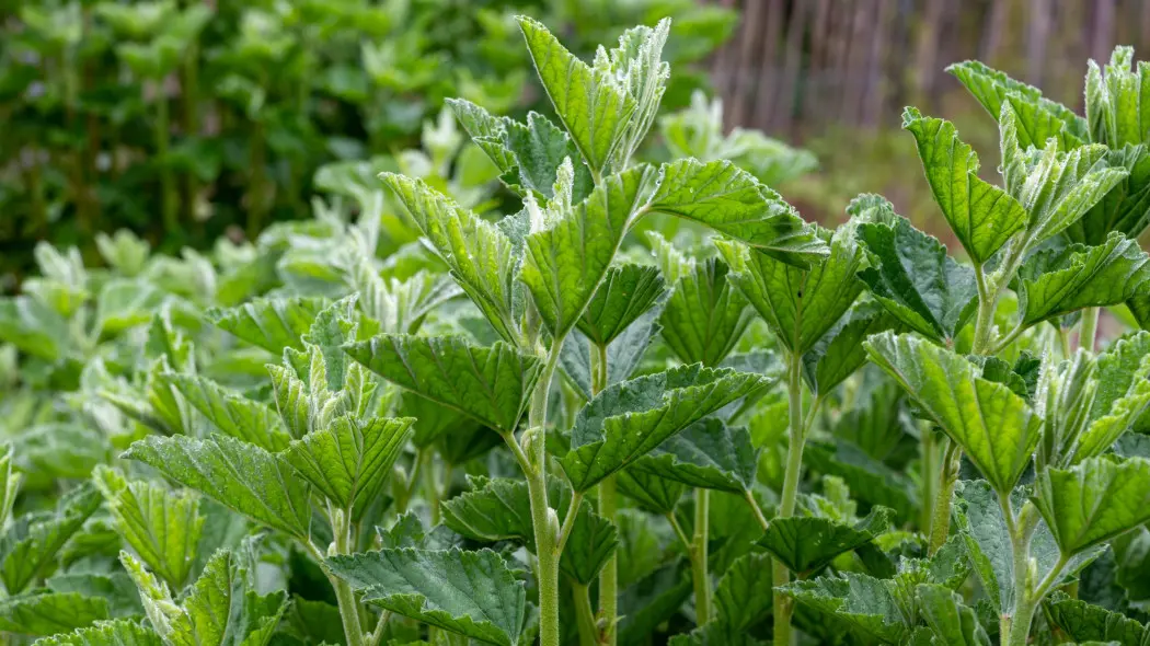 Prawoślaz lekarski (Althaea officinalis)