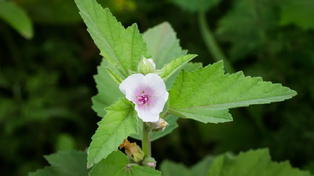 Prawoślaz lekarski (Althaea officinalis)