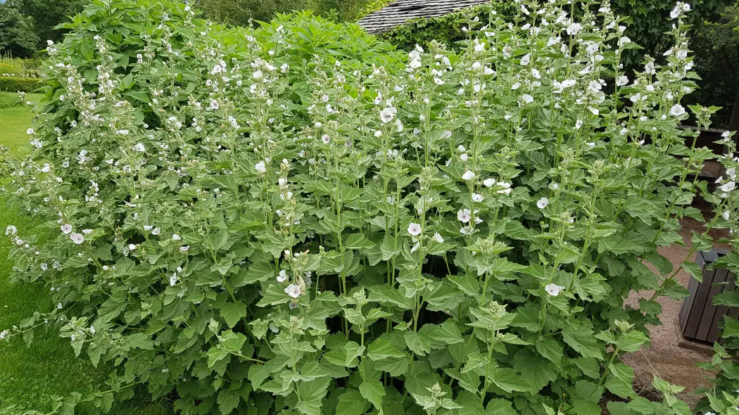 Prawoślaz lekarski (Althaea officinalis)