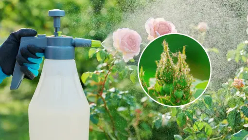 Mszyce? Weź blender i zrób oprysk, który pachnie jak sos do sałatki
