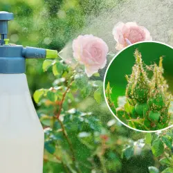Mszyce? Weź blender i zrób oprysk, który pachnie jak sos do sałatki