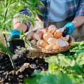 Nawóz ze skorupek jaj – jak go zrobić i do czego stosować w ogrodzie?