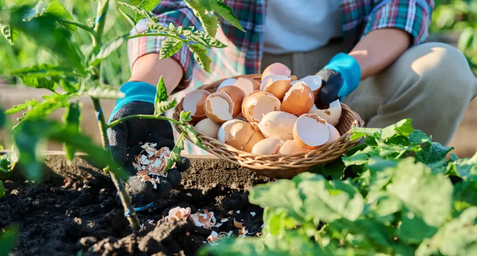 Nawóz ze skorupek jaj – jak go zrobić i do czego stosować w ogrodzie?