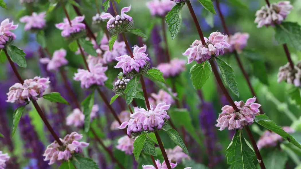 Żeleźniak kaszmirski (Phlomis cashmeriana)