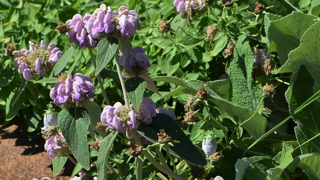 Żeleźniak kaszmirski (Phlomis cashmeriana)