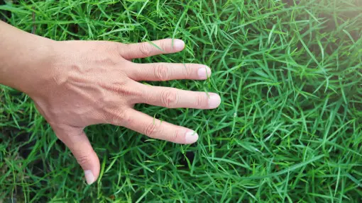 Jak zagęścić istniejący trawnik? Skuteczne sposoby na gęstą murawę