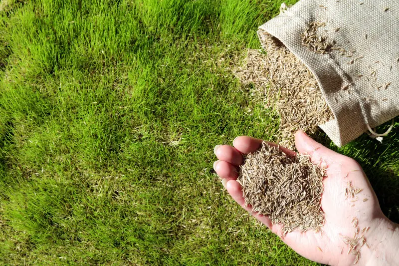 Zagęszczanie trawnika przez dosiewanie