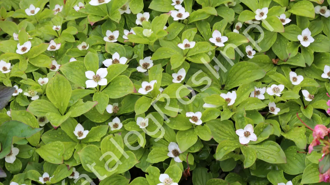 dereń kanadyjski (Cornus canadensis)