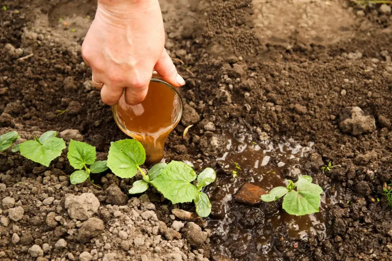 Nawożenie organiczne ogórków