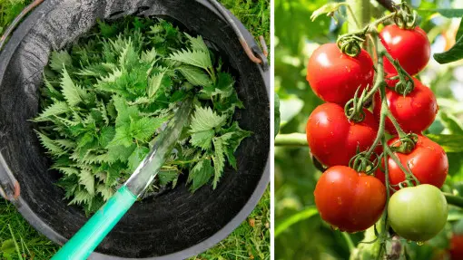 Nawóz z pokrzyw do pomidorów – jak zrobić i jak często podlewać pomidory gnojówką?