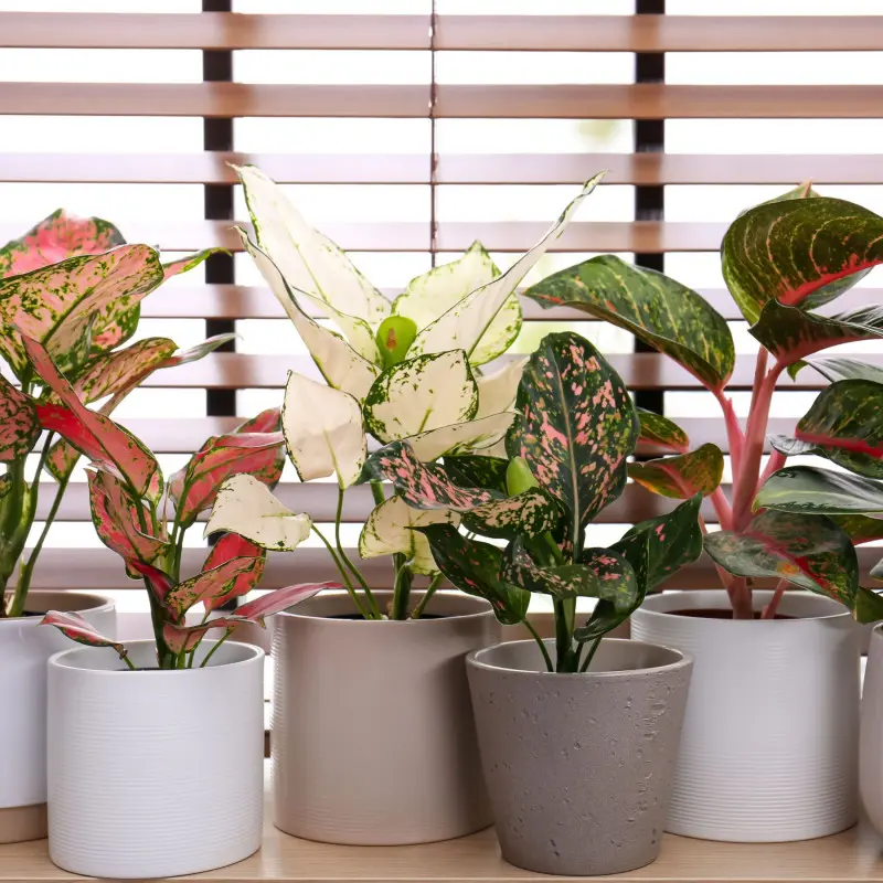 Aglaonema