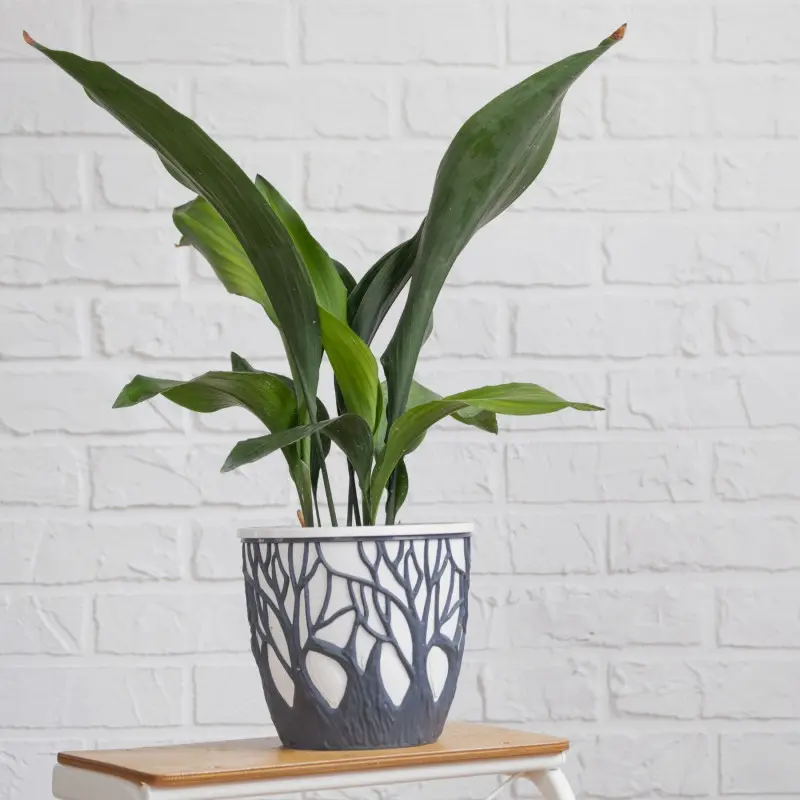 Aspidistra wyniosła