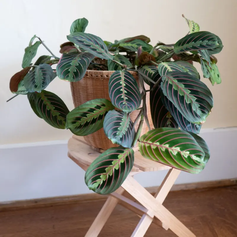 Maranta