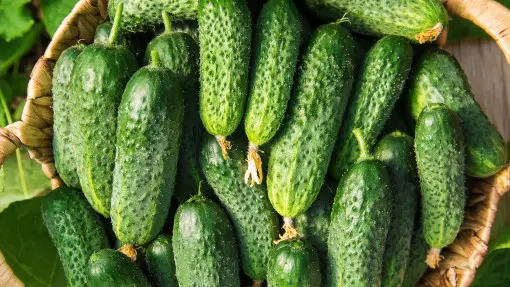 Ogórki bez chemii? Stosuj te naturalne zabiegi dla zdrowego i obfitego owocowania